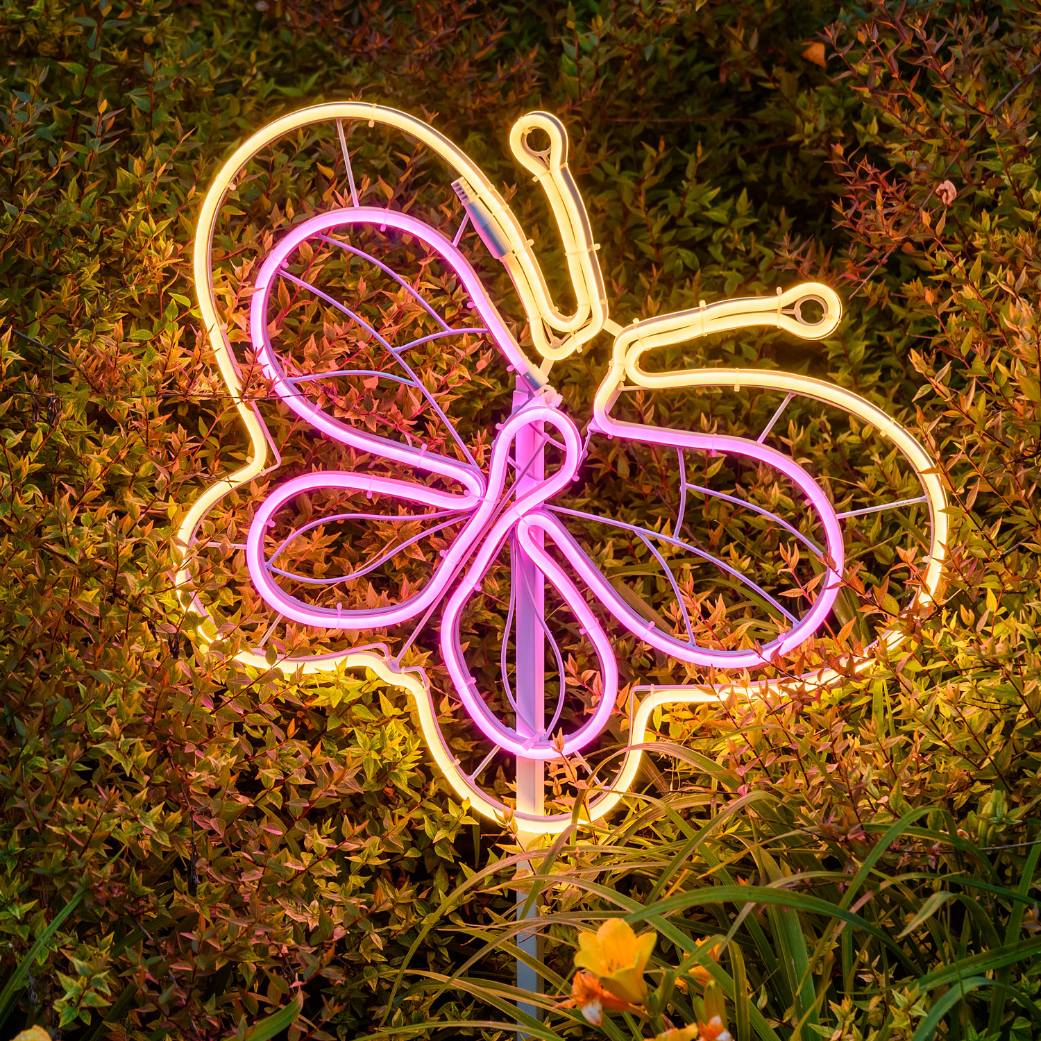 butterfly neon light