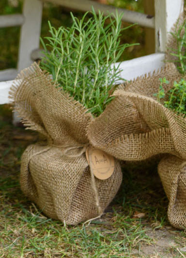 Bombonniere ecolo et champetre: une plante aromatique
